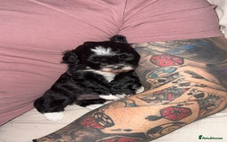 Shihpoo dogs for sale: Gorgeous Shihpoo pups for sale  - Image 6