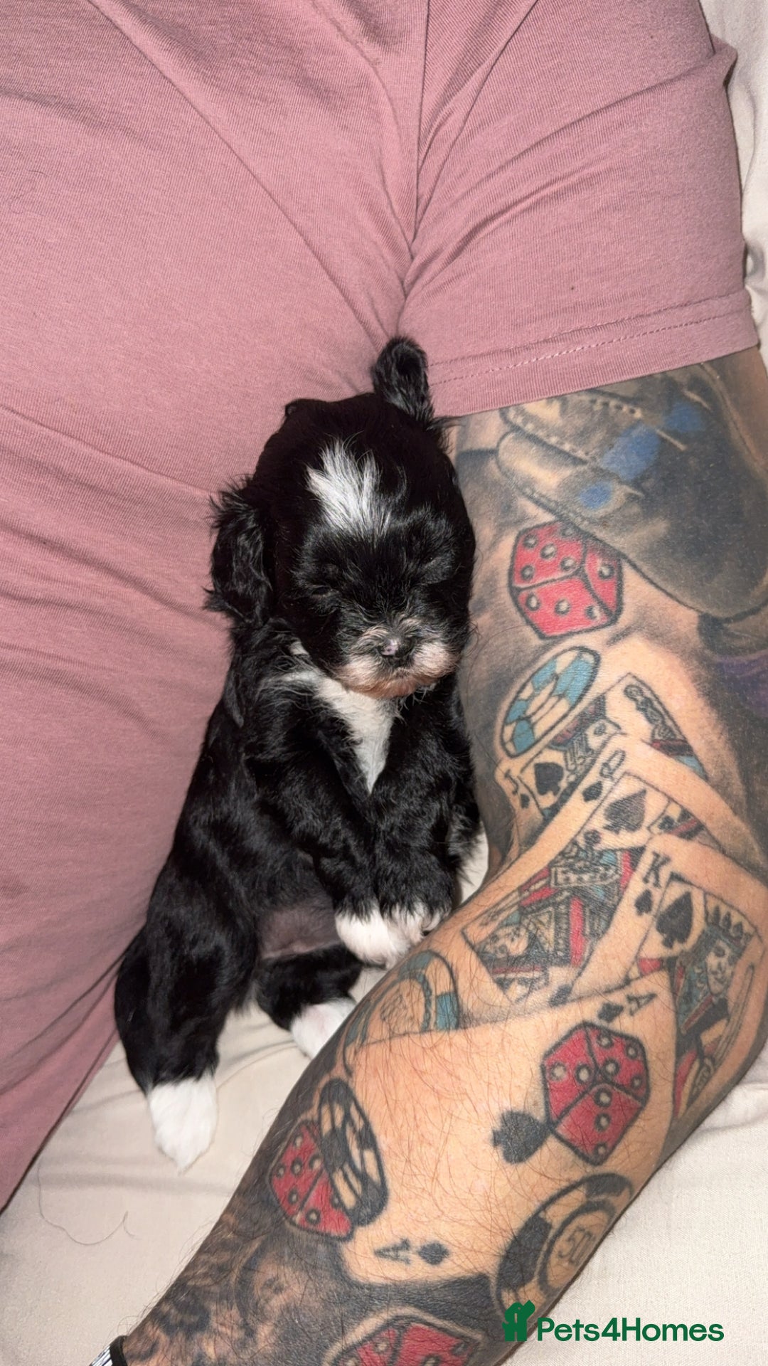 Shihpoo dogs for sale: Gorgeous Shihpoo pups for sale  - Image 6