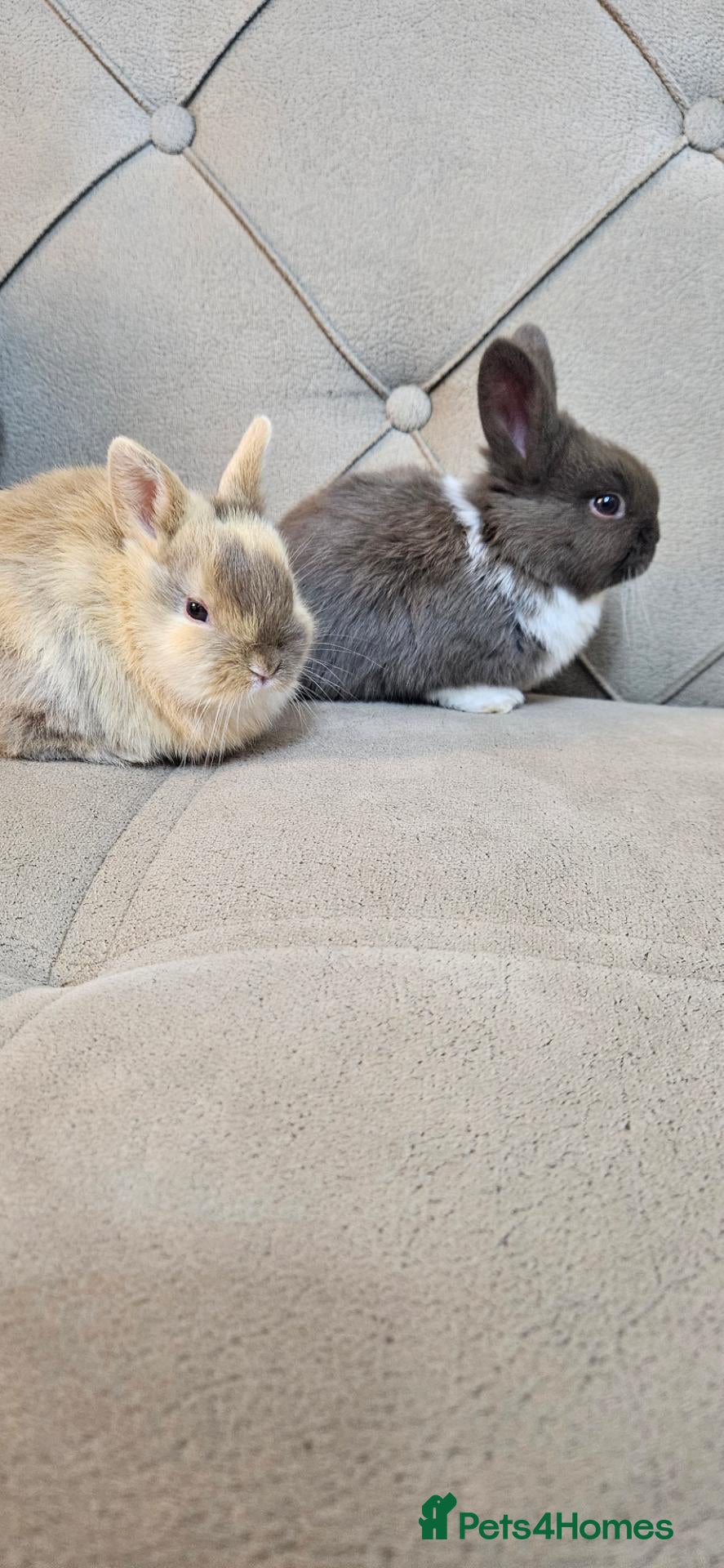 Mixed Breed rabbits for sale: They are 4 and 13 weeks olds 💞 - Advert 1