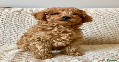 Cockapoo dogs - Advert 7