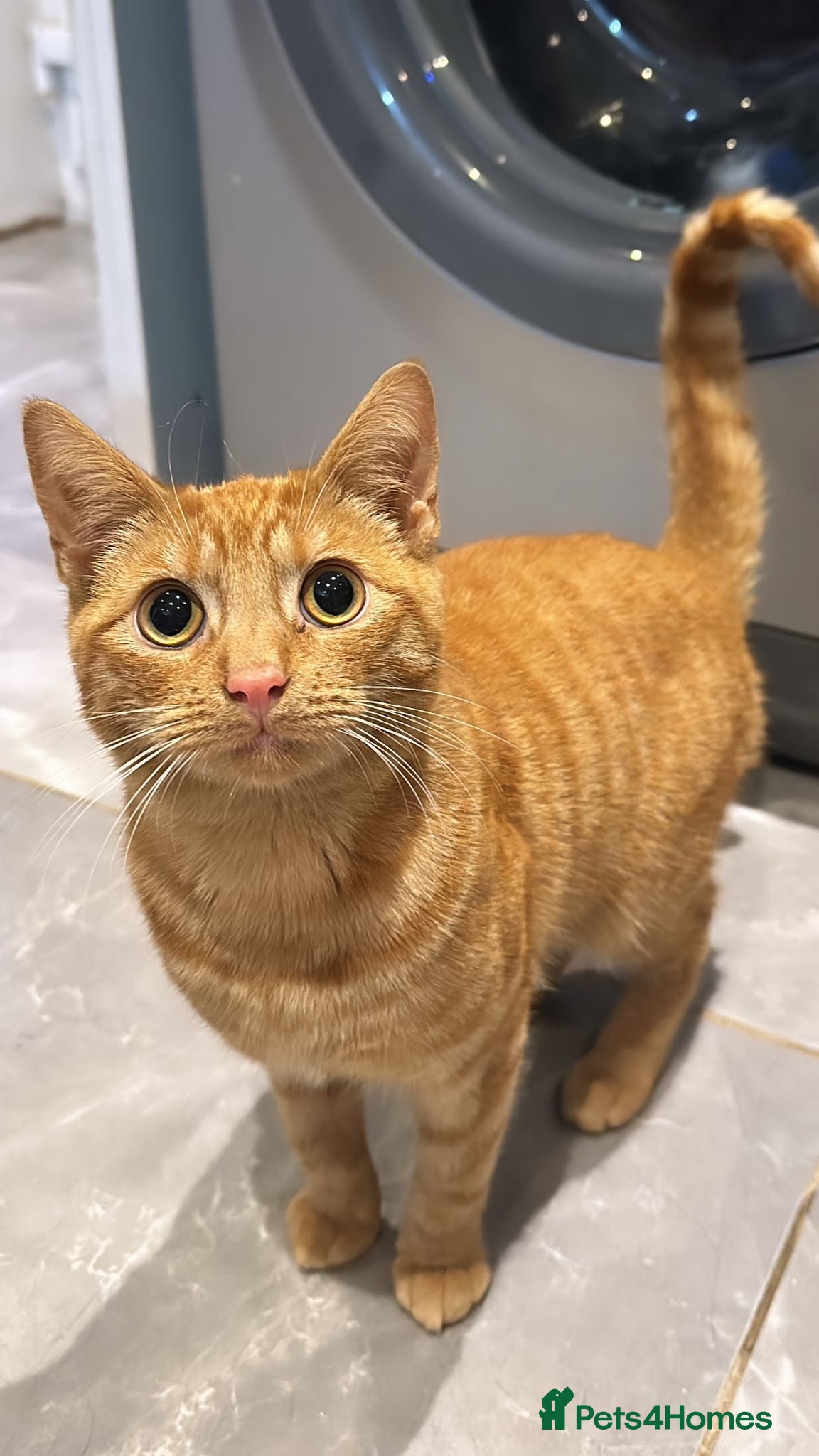 Domestic Shorthair cats Lovely Ginger Tabby Cat – Mylo, 2 Years Old - Advert 1