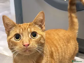 Domestic Shorthair cats Lovely Ginger Tabby Cat – Mylo, 2 Years Old - Advert 1