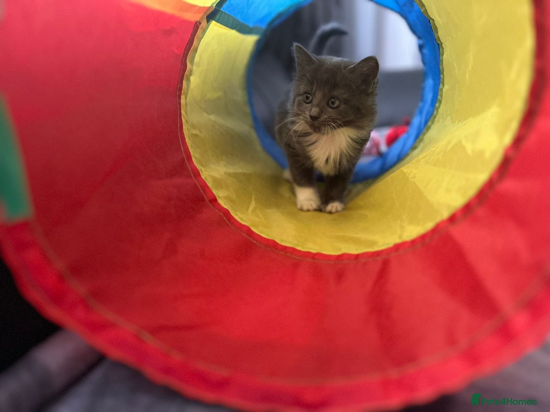 Domestic Shorthair cats for sale: 8 week old kittens - Image 7