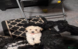 Cockapoo dogs for sale: 3 fluffy miniature cockpoo puppy’s  - Image 29