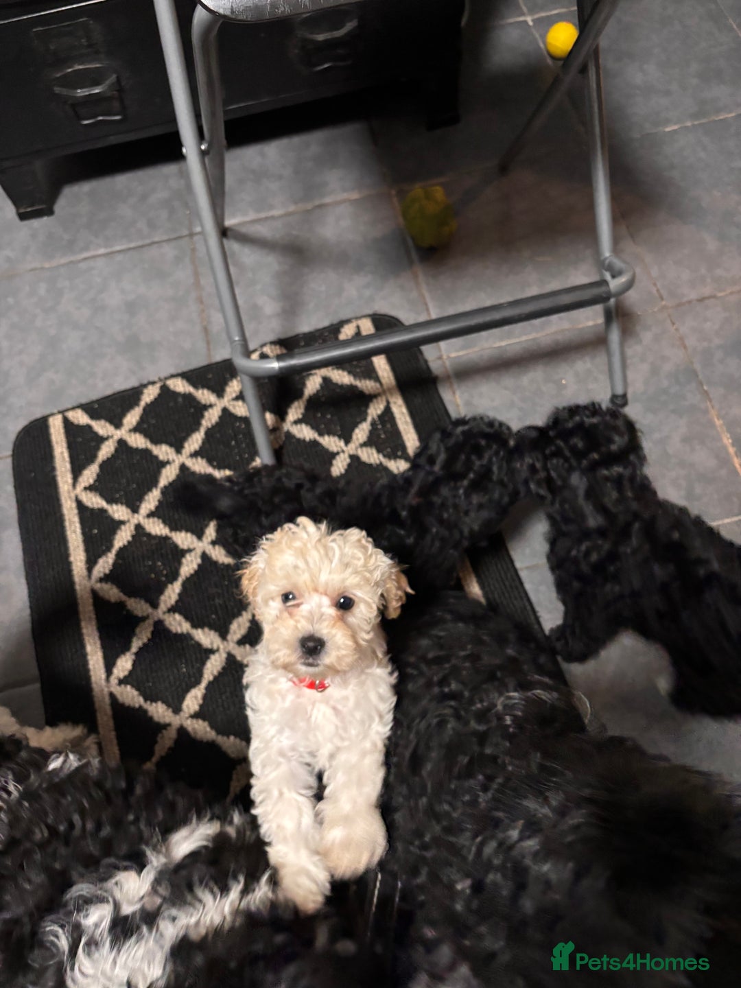 Cockapoo dogs for sale: 3 fluffy miniature cockpoo puppy’s  - Image 29