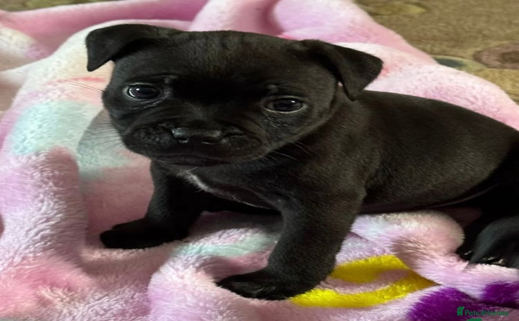 Staffordshire Bull Terrier dogs - Advert 10