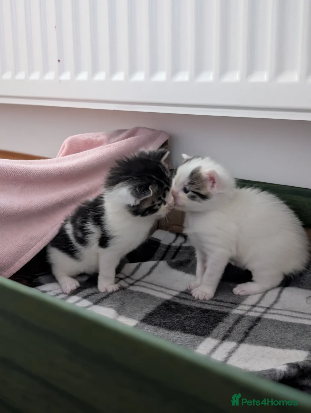 Mixed Breed cats for sale: Little kittens  - Advert 7