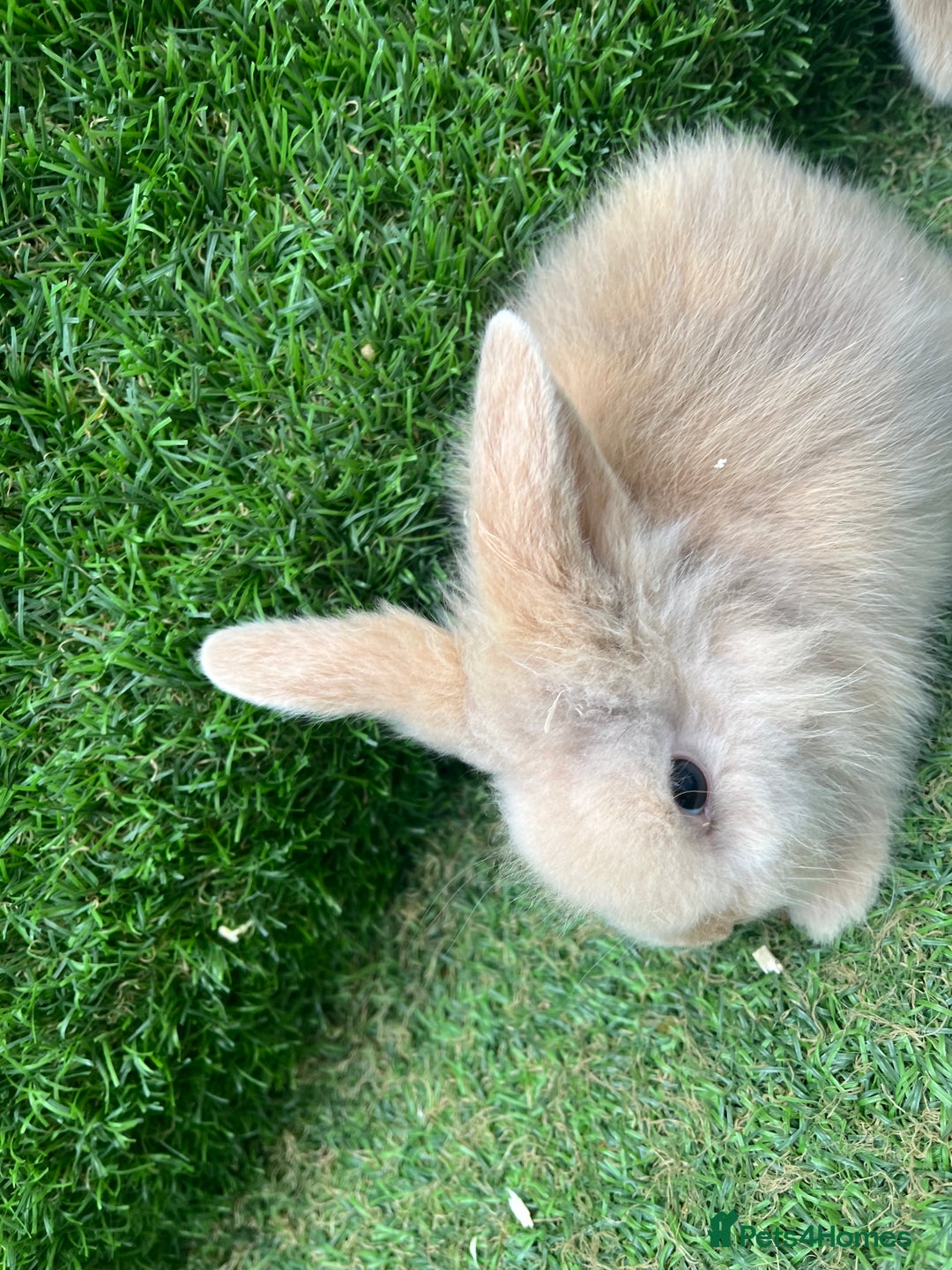 Lionhead rabbits for sale: Lionhead bunnies  - Image 7
