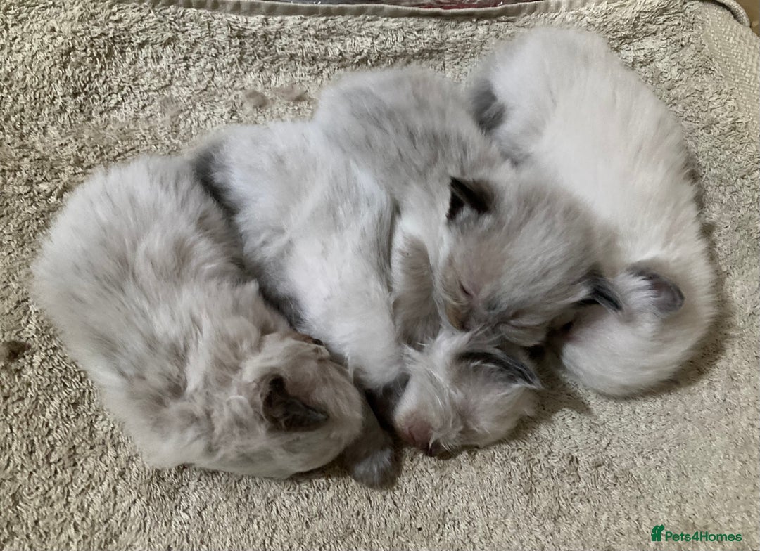Ragdoll cats for sale: Lovely Kittens - Image 6