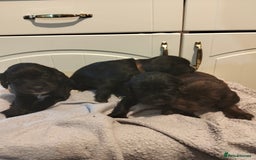 Cocker Spaniel dogs for sale: 7 beautiful cocker spaniels  - Image 30