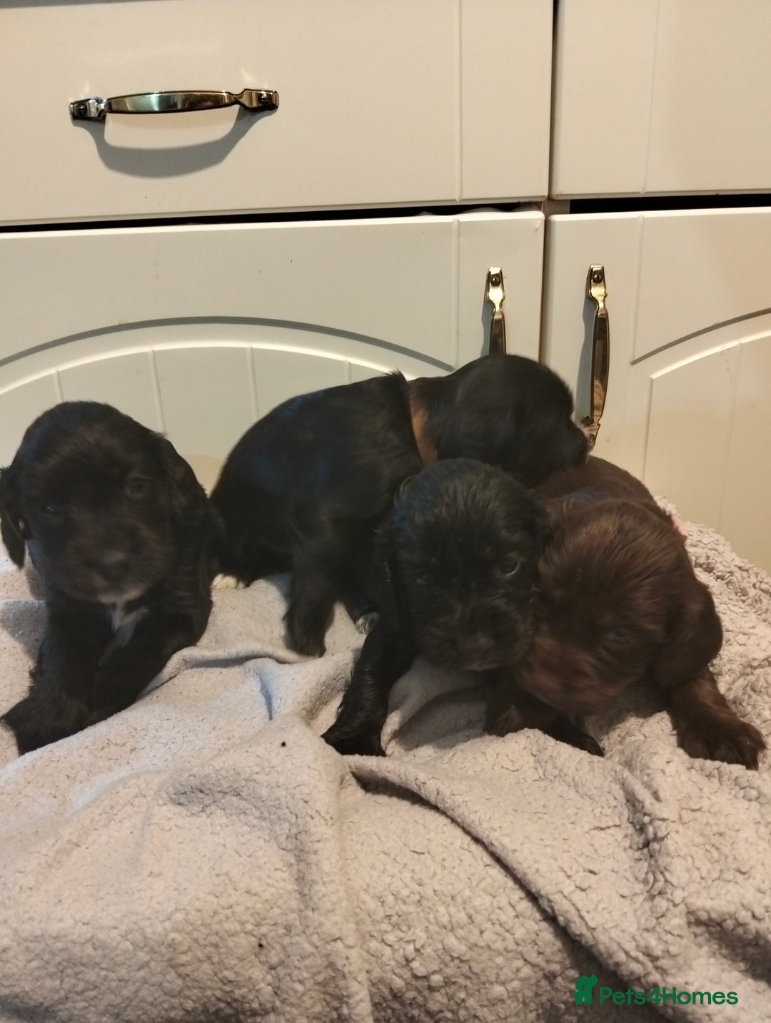 Cocker Spaniel dogs for sale: 7 beautiful cocker spaniels  - Image 30