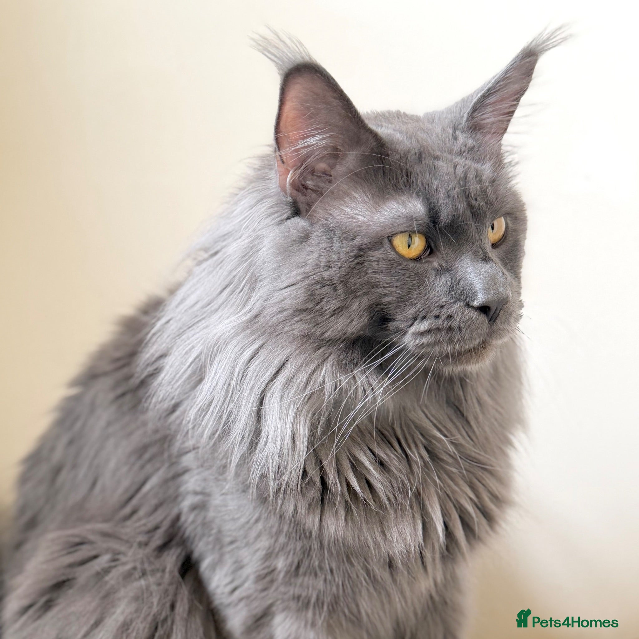 Maine Coon cats Champion Lines - Proven, Gentle - Blue Smoke - Advert 2