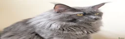 Maine Coon cats for stud: Champion Lines - Proven, Gentle - Blue Smoke - Advert 1