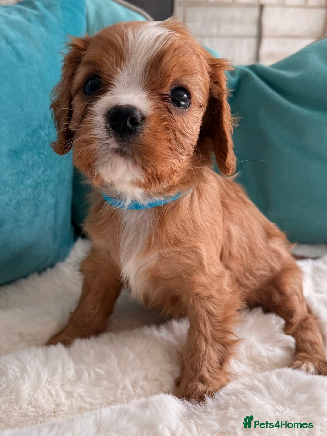 Cavalier King Charles Spaniel dogs for sale: Fully Health tested Cavalier King Charles Puppies  - Image 21