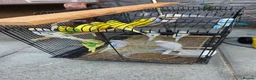 Budgerigars birds for sale: Healthy young budgies  in Liverpool - Advert 2
