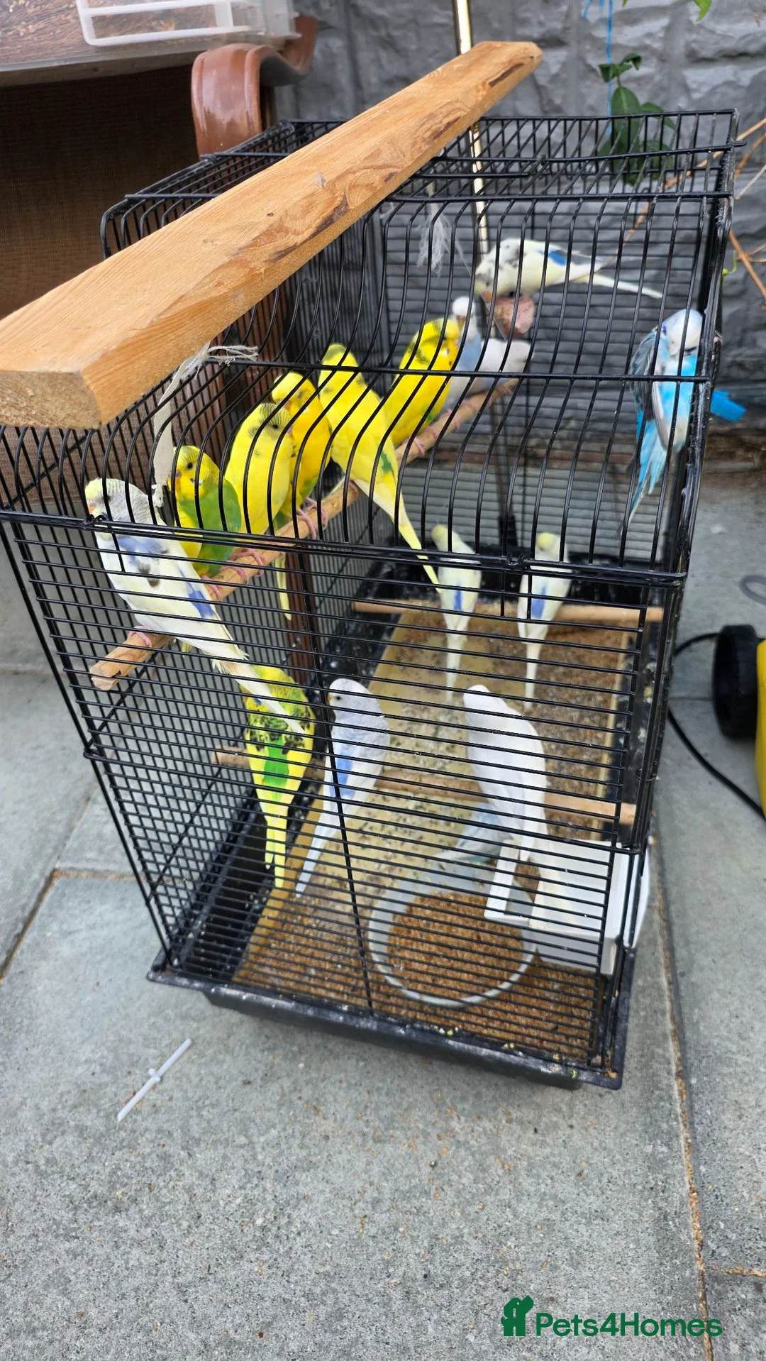 Budgerigars birds for sale: Healthy young budgies  in Liverpool - Advert 2