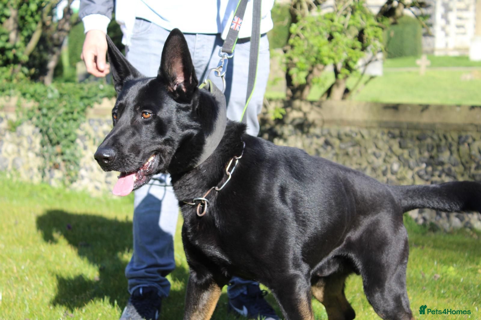 German Shepherd dogs Outstanding Shepherd working litter - Advert 1