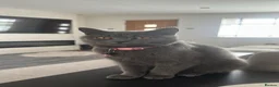 British Shorthair cats for sale: Grey British shorthair  - Advert 3