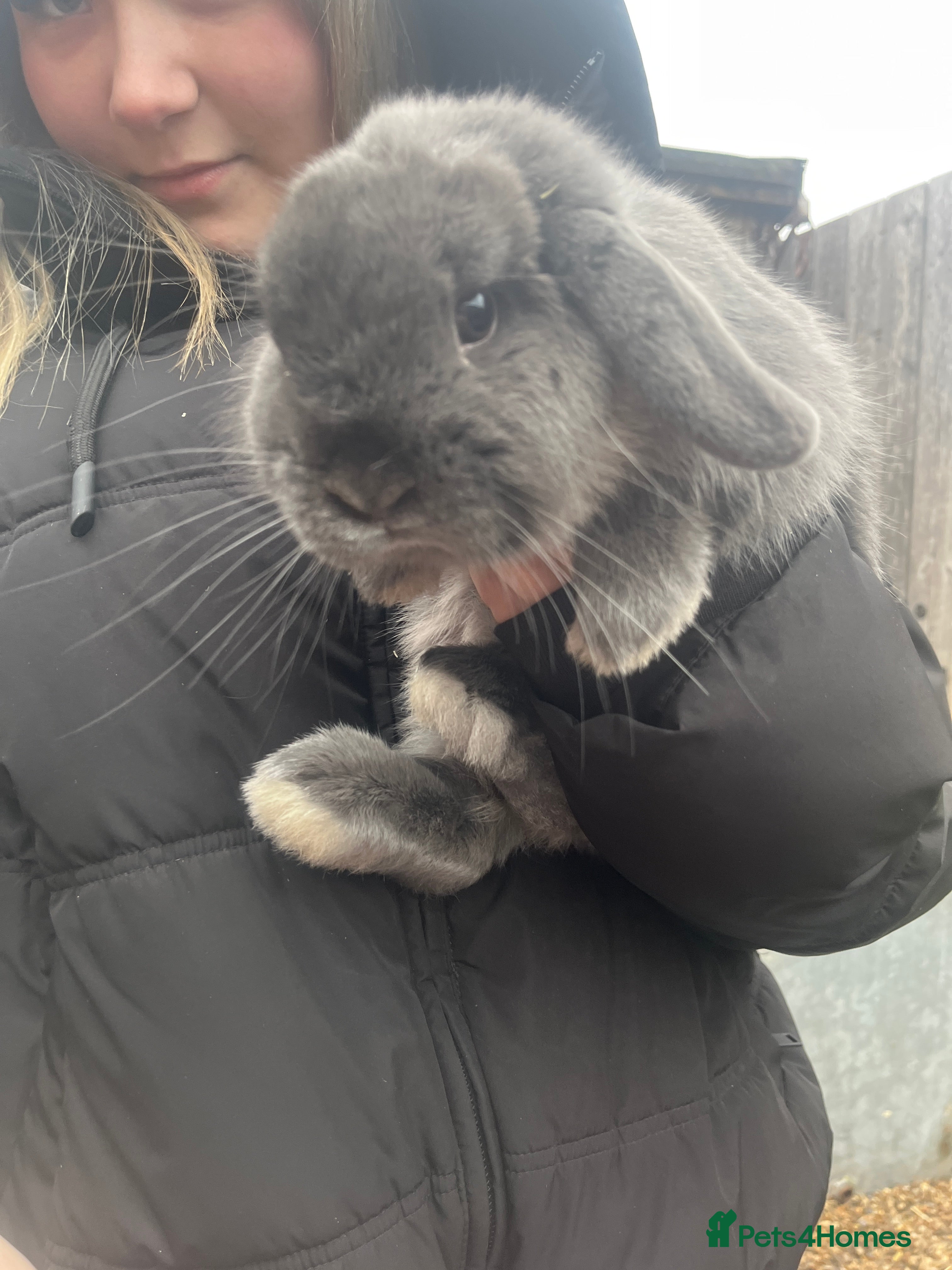 Mini Lop rabbits mini lop for sale  - Advert 1