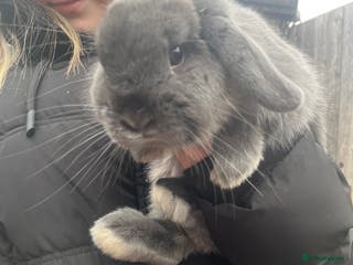 Mini Lop rabbits mini lop for sale - Advert 1
