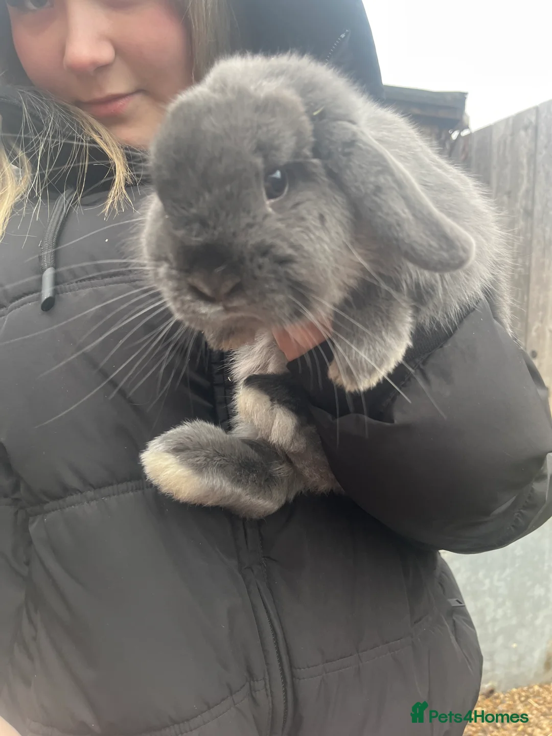 Mini Lop rabbits for sale: mini lop for sale  - Advert 1