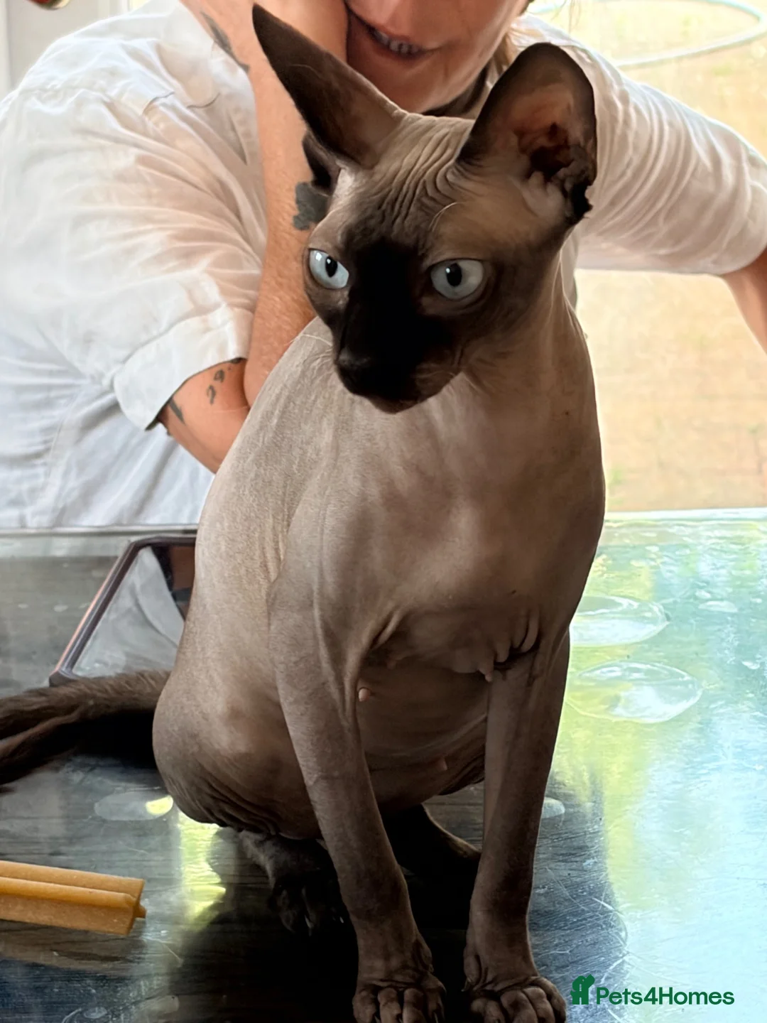 Sphynx cats for sale: Beautiful kittens sphinx  in Holsworthy - Advert 13
