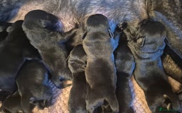 Mixed Breed dogs for sale: Staffador puppies - Image 5