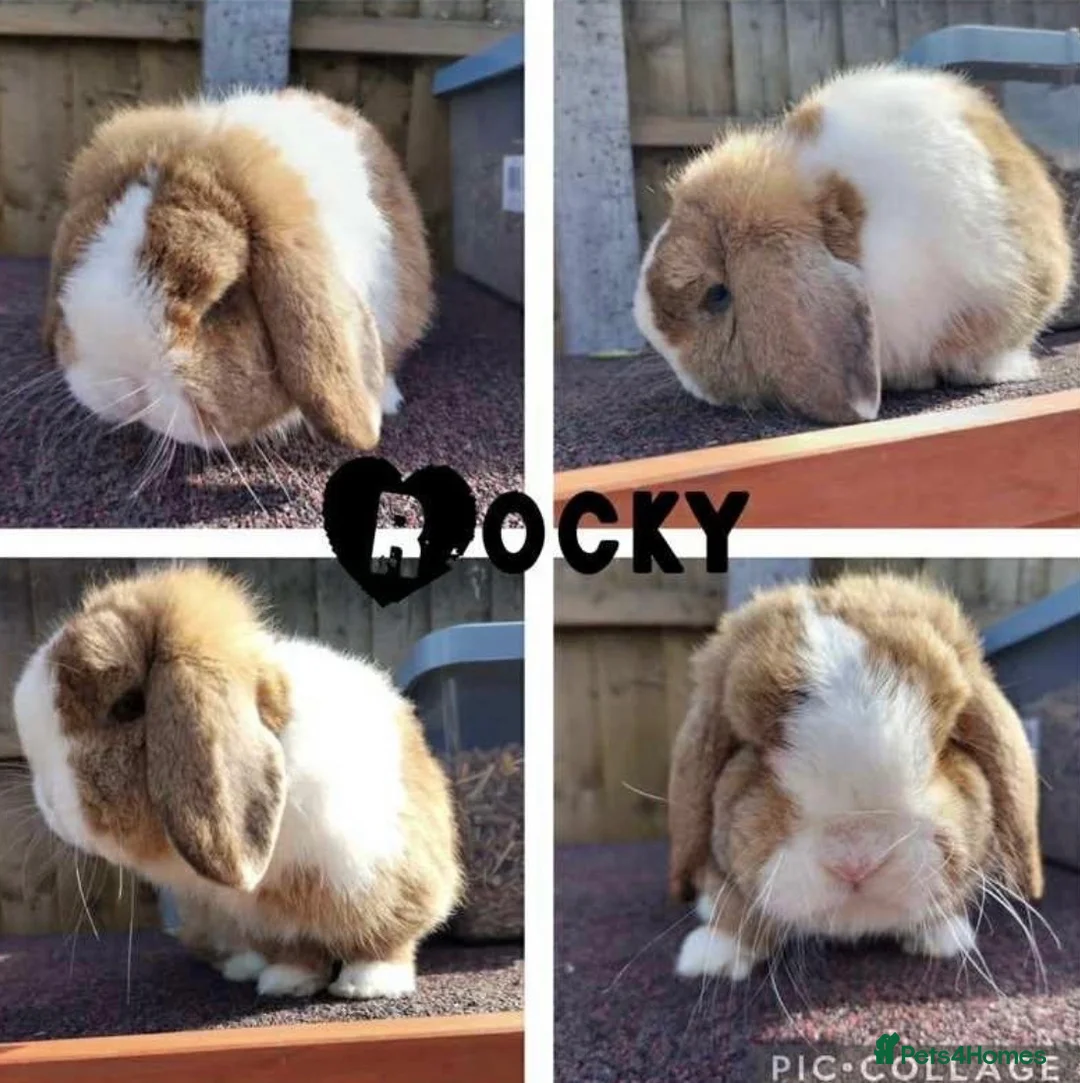 Mini Lop rabbits for sale: Beautiful friendly male mini lop - pet or breeding - Advert 5