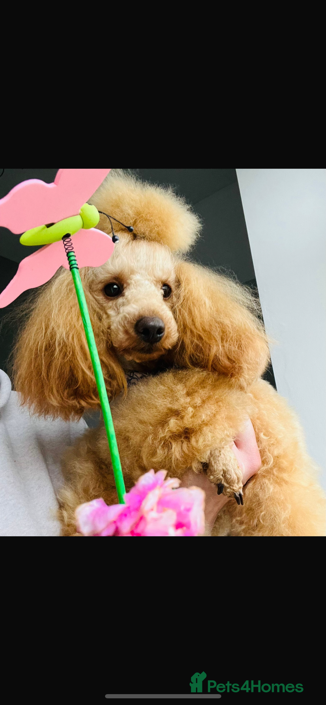 Poochon dogs for sale: Poochon puppies - Image 6