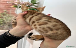 Bengal cats for sale: Gorgeous Pure Bengal Kittens Ready To Go! ❤️ - Image 22