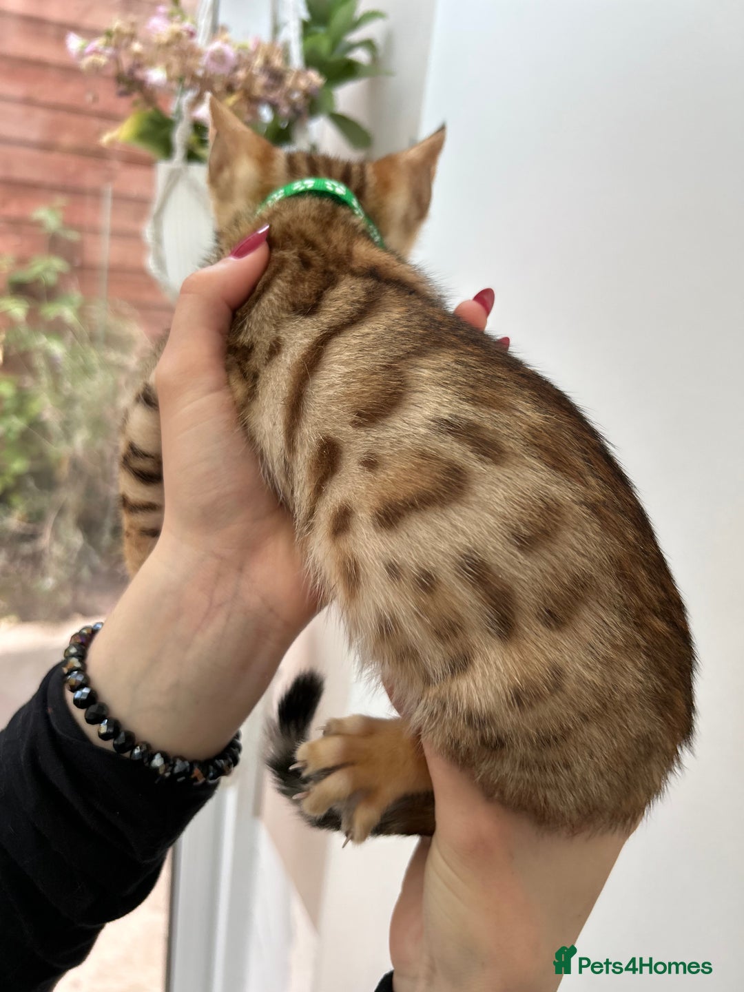 Bengal cats for sale: Gorgeous Pure Bengal Kittens Ready To Go! ❤️ - Image 22