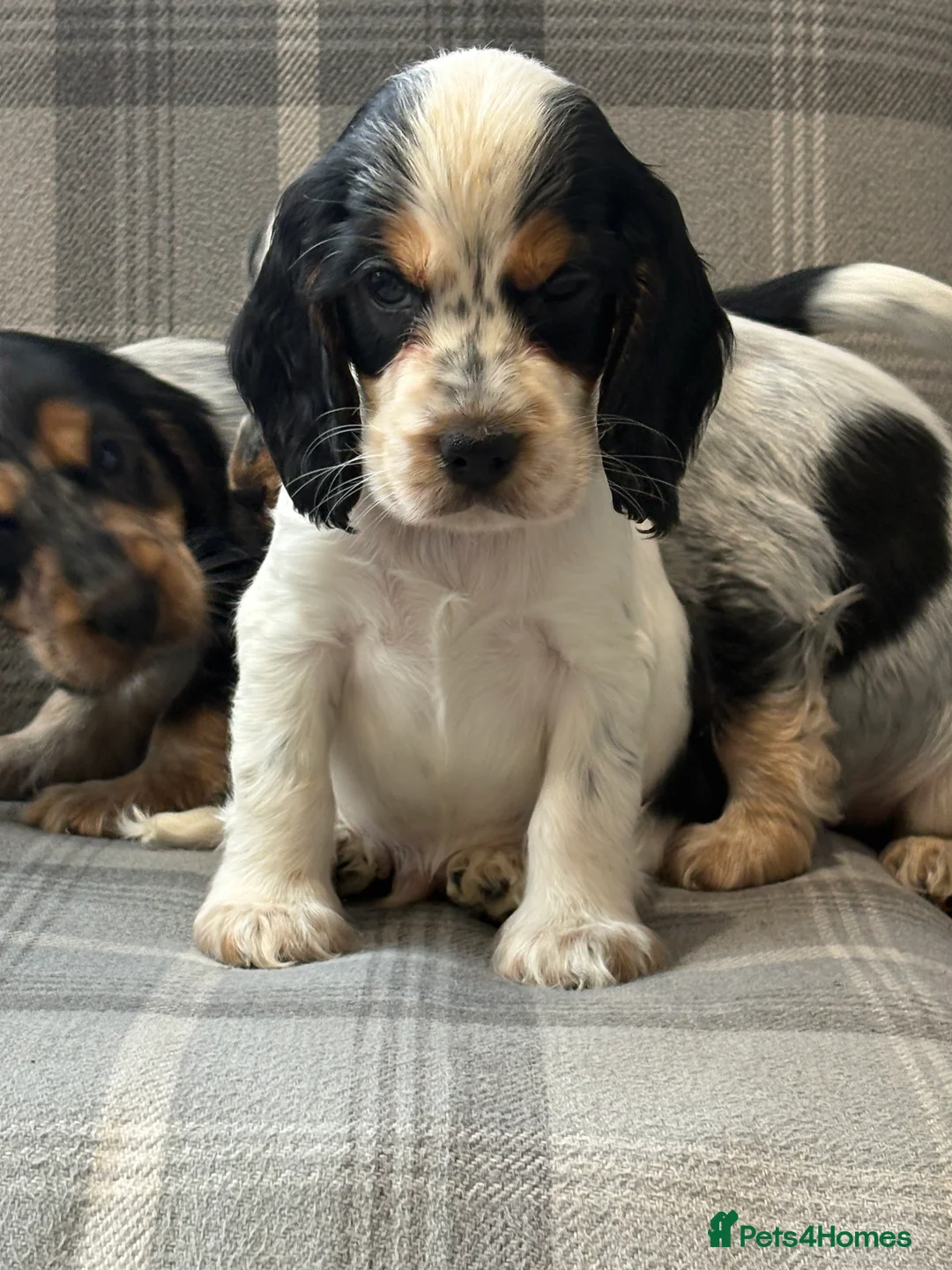 Cocker Spaniel dogs for sale: Top quality cocker spaniel pups  - Advert 12