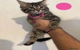 Mixed Breed cats for sale: Five beautiful Siberian/Maine Coon kittens - Image 3
