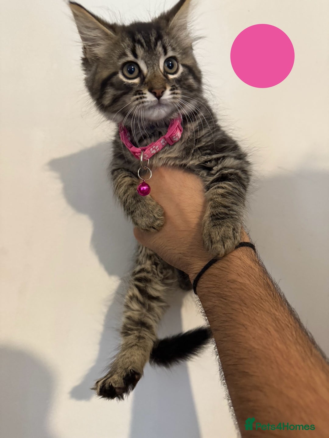 Mixed Breed cats for sale: Five beautiful Siberian/Maine Coon kittens - Image 3