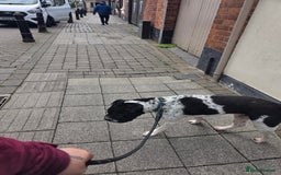 Mixed Breed dogs for sale: Shar pei cross breed - Image 4