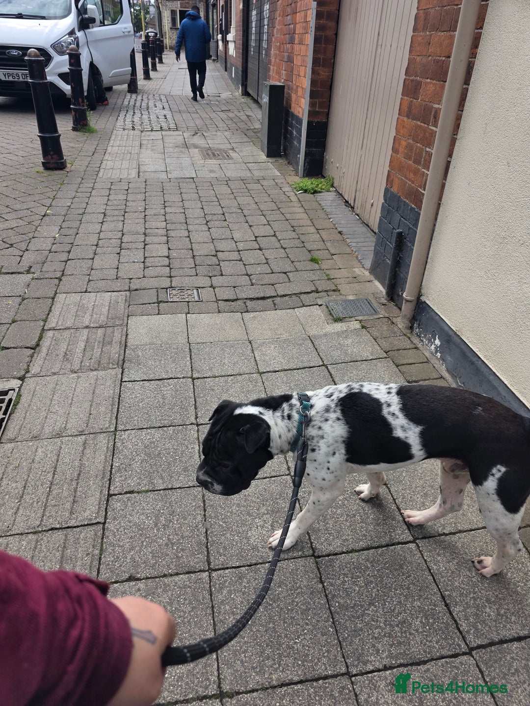 Mixed Breed dogs for sale: Shar pei cross breed - Image 4