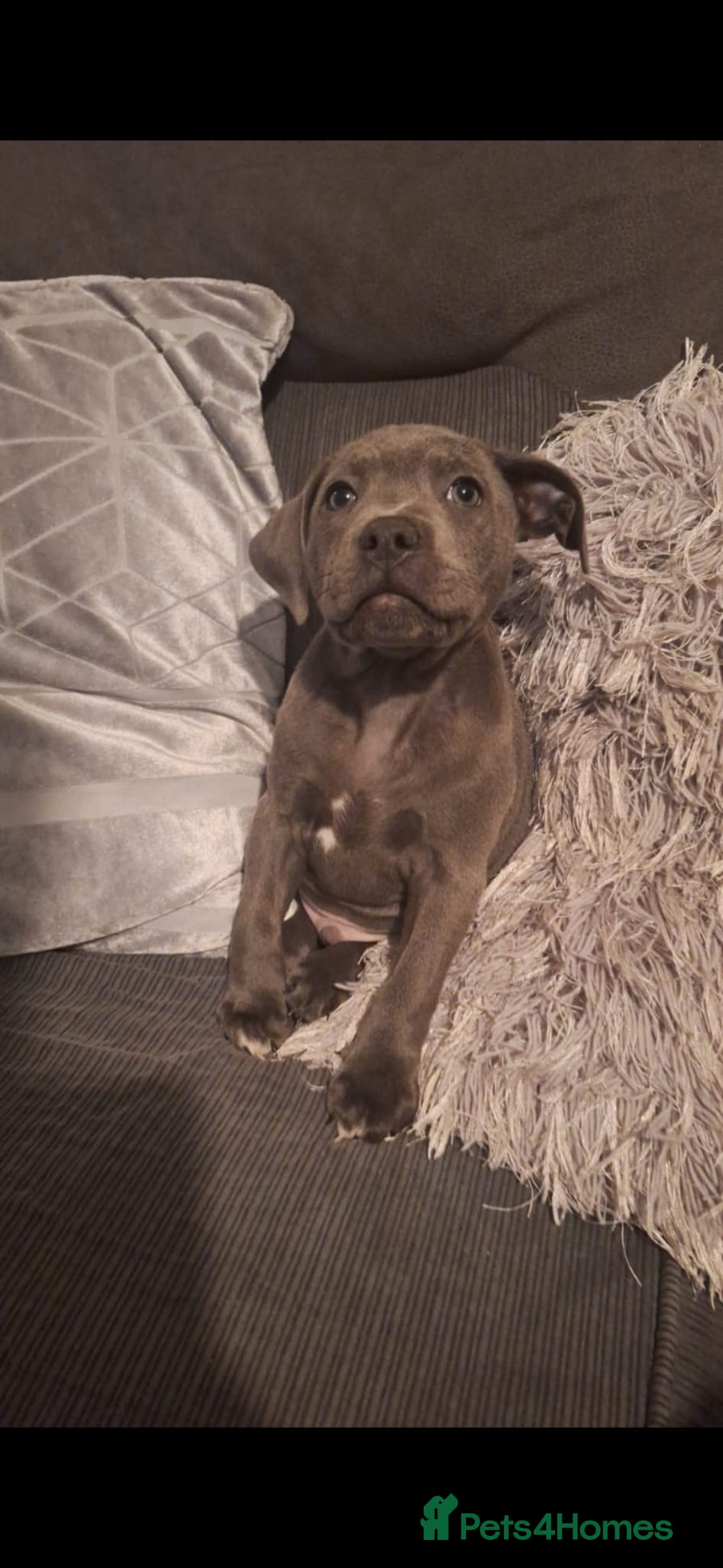 Staffordshire Bull Terrier dogs for stud: **FOR STUD** KC REGISTERED BLUE STAFF BULL TERRIOR - Advert 20