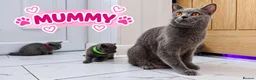 British Shorthair cats for sale: 🐾 Beautiful British Blue Kittens Available! 🐾💙 - Advert 26
