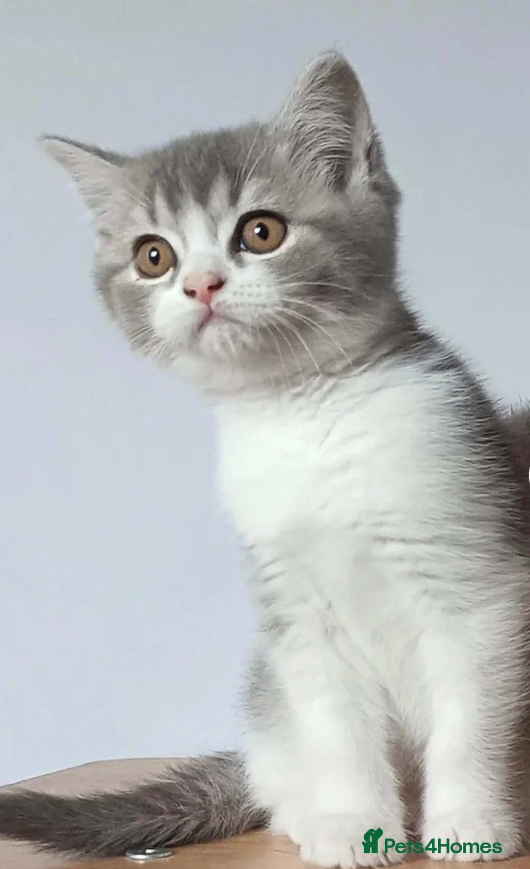 Scottish Fold cats for sale: Beautiful Blue and White Male Kitten  in Glasgow - Advert 3