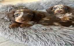 Dachshund dogs for sale: Dachshund puppies  - Image 6