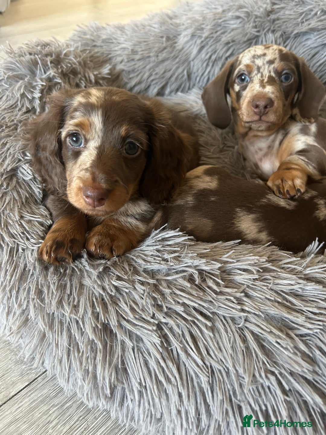 Dachshund dogs for sale: Dachshund puppies  - Image 6