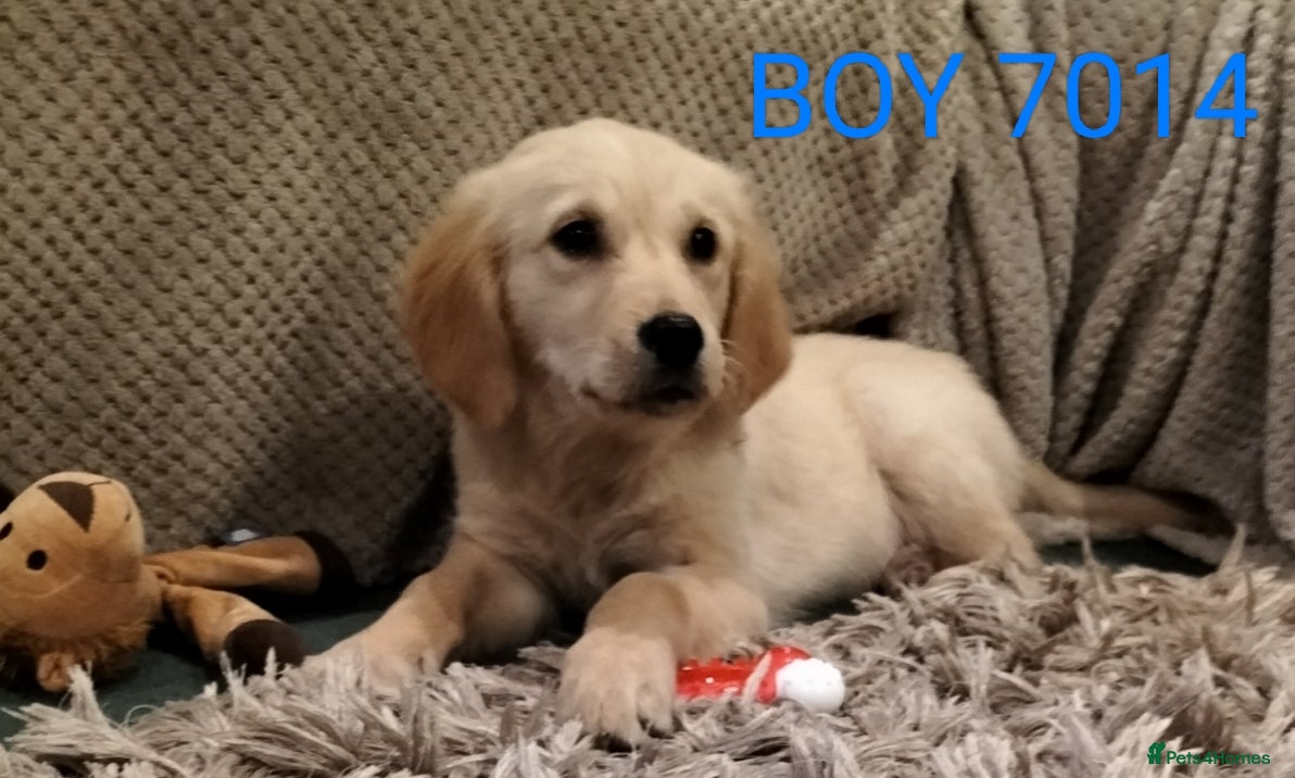 Golden Retriever dogs STUNNING GOLDEN RETRIEVER PUPS - Advert 2