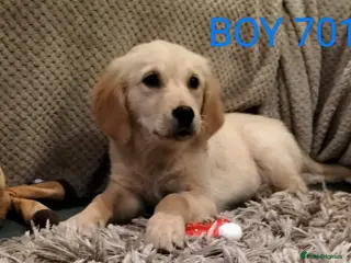 Golden Retriever dogs STUNNING GOLDEN RETRIEVER PUPS - Advert 2