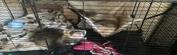 Ferret rodents for sale: Two gorgeous male ferret brothers for sale - Advert 8