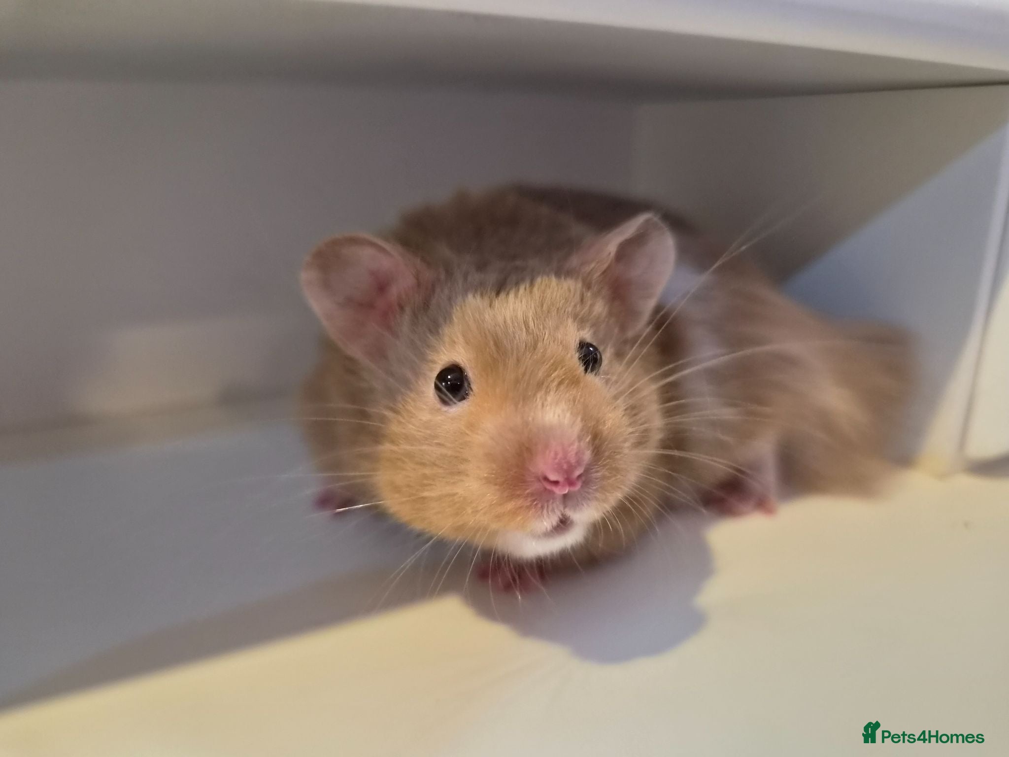 Hamster rodents 10 week old long haired Mink syrian hamster - Advert 1