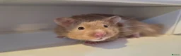 Hamster rodents for sale: 12 week old long haired Mink syrian hamster - Advert 2