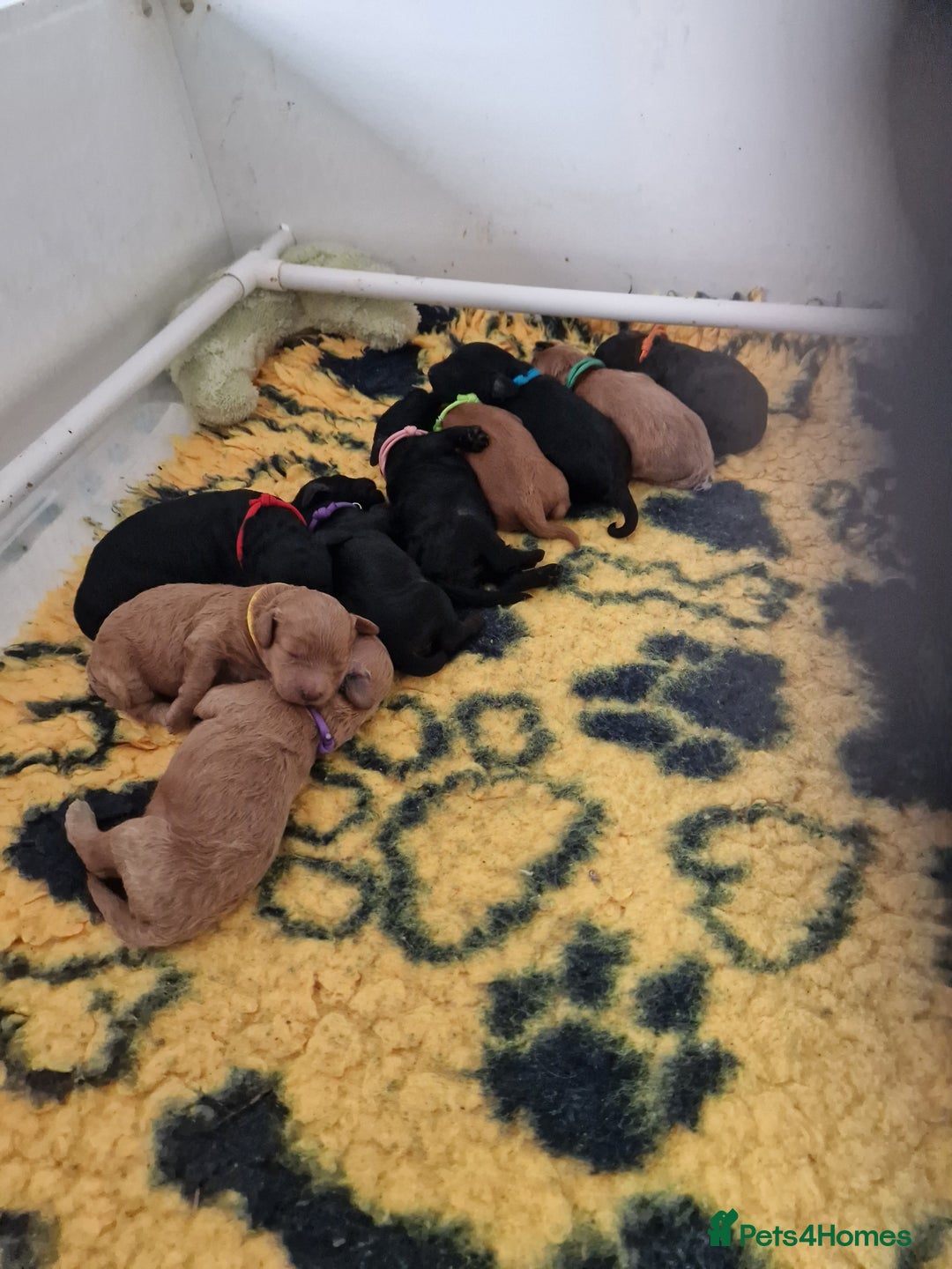 Cockapoo dogs for sale: EXCEPTIONAL HEALTH TESTED SHOW TYPE COCKAPOOS F1B - Image 5