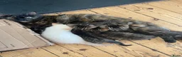 Mixed Breed cats for sale: Tabby kitten  - Advert 8