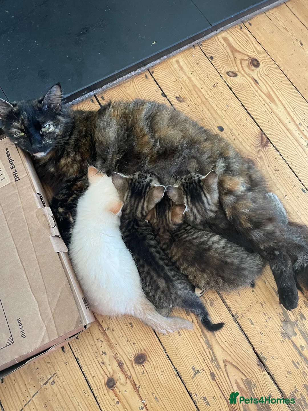 Mixed Breed cats for sale: Tabby kitten  - Advert 8
