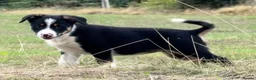 Border Collie dogs for sale: 3 x Gorgeous Collie Pups- Mum ISDS Registered!  - Advert 3